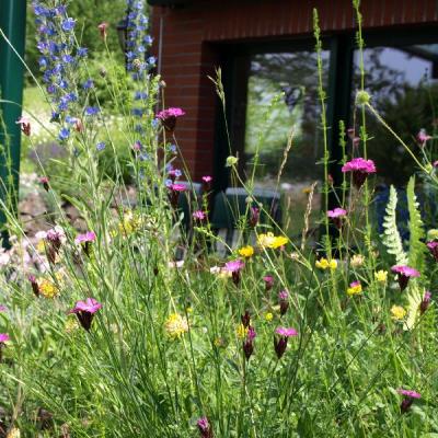 Blumenwiesen werden schnell zu einem Biotop voller Artenvielfallt