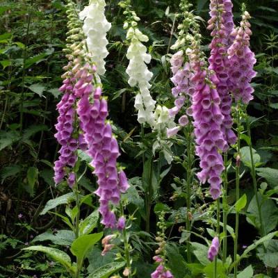 Der Fingerhut, auch er ist ein Bewohner unserer heimischen Wälder