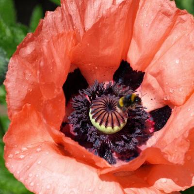Klatschmohn, eine von Hummeln gern besuchte Pflanze