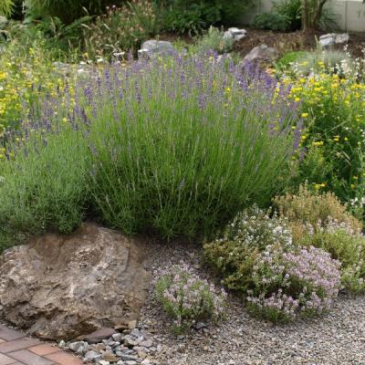 Lavendel, verleiht jedem Garten ein mediterranes Flair