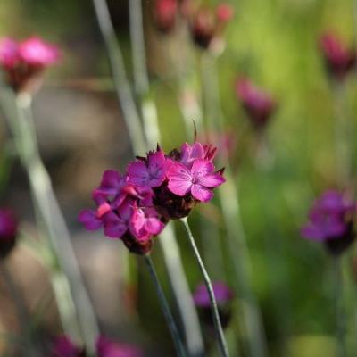 Wilde Katheusernelke, Standhafter als jede Zuchtform
