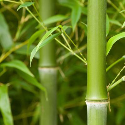 Bambus 14