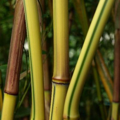 Bambus 3