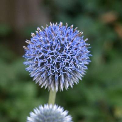 Die wilde Kugeldistel, Nahrung für Bienen und Hummeln