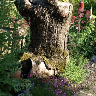 Holz muss nicht immer in den Kamin. Hier als gestalterisches Element in einem Trockenbeet
