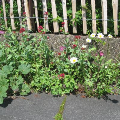 Nun haben die Platten eine begrünte Fuge