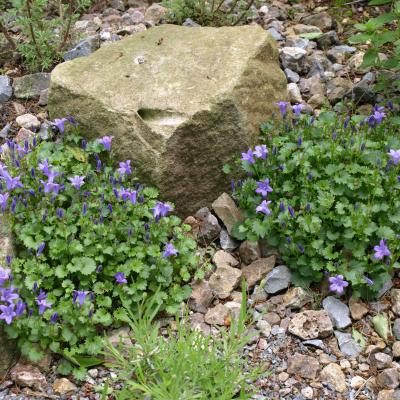 Glockenblume an ihrem typischen Standort, dem Schotterbeet