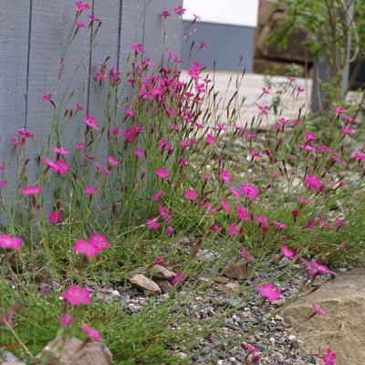 duftende Heidenelke auf trockenem, mageren Boden