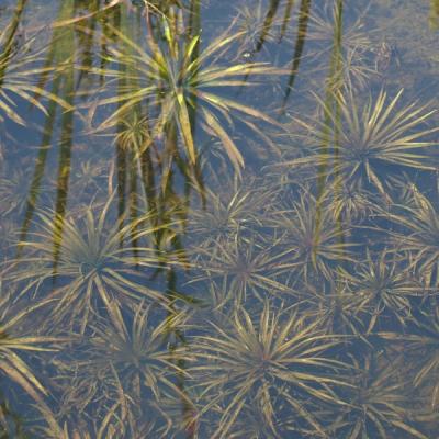 Die Krebsscheren haben sich vermehrt und erfüllen ihre Funktion