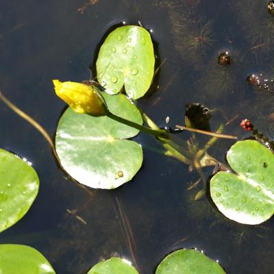 Seekanne Überwasser, auch ein Algenkonkurrent