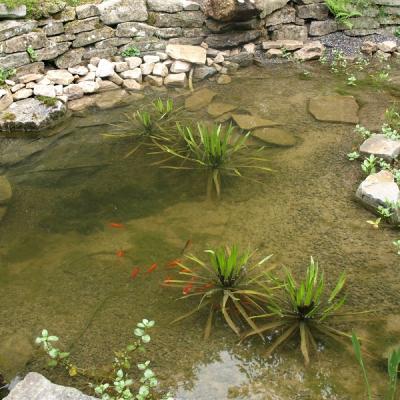 Kleiner Teich, die Krebsschere gerade eingesetzt, sorgt für klares Wasser