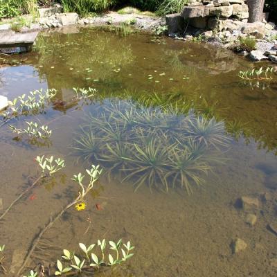 Krebsschere, Konkurrent der ungeliebten Alge im Teich