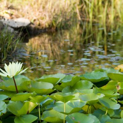 Seerose in dem zuvor gezeigten Teich